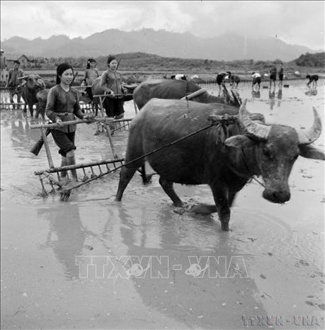 Phụ nữ HTX Hòa Bình (Đại Từ, Bắc Thái) hưởng ứng phong trào 