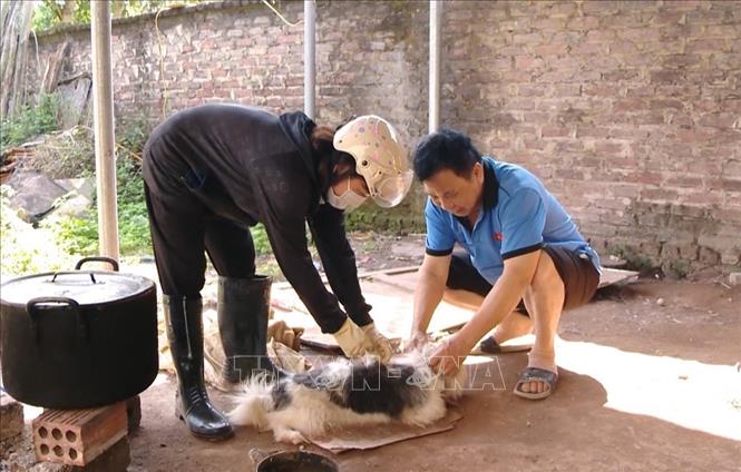 Cán bộ thú y huyện Đàm Hà (Quảng Ninh) tiêm vaccine phòng dại cho chó. Ảnh: TTXVN phát