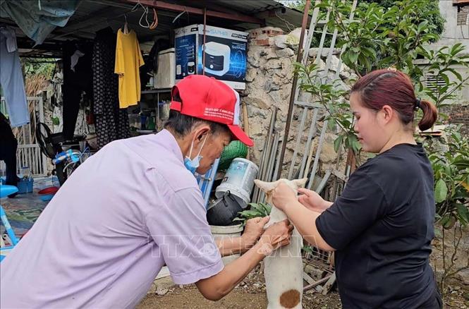 Cán bộ thú y thành phố Hạ Long tiêm phòng vaccine cho đàn chó, mèo. Ảnh: TTXVN phát