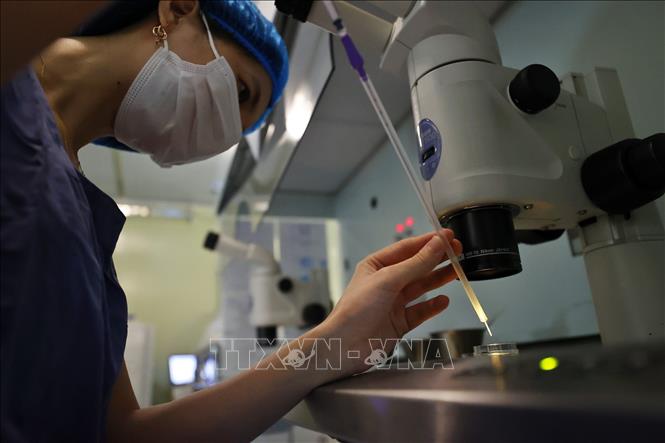 Quá trình nạp phôi vào dụng cụ chuyển phôi để chuẩn bị chuyển vào buồng tử cung của bệnh nhân. Ảnh: Minh Quyết – TTXVN