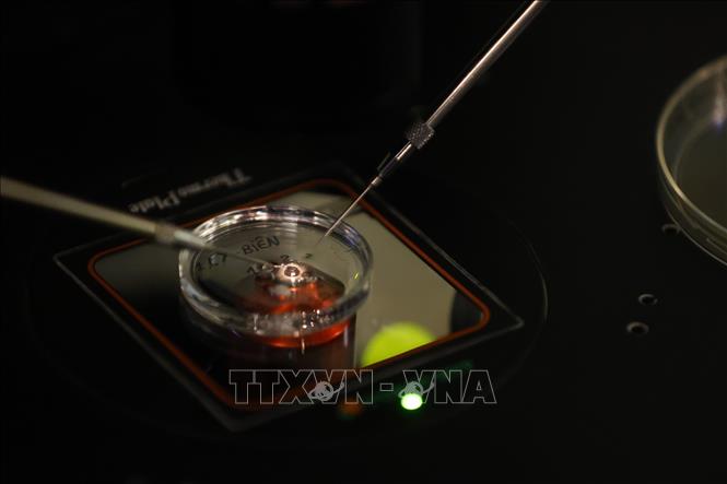 Nạp trứng vào đĩa để thụ tinh ống nghiệm bằng phương pháp tiêm tinh trùng vào bào tương noãn. Ảnh: Minh Quyết – TTXVN