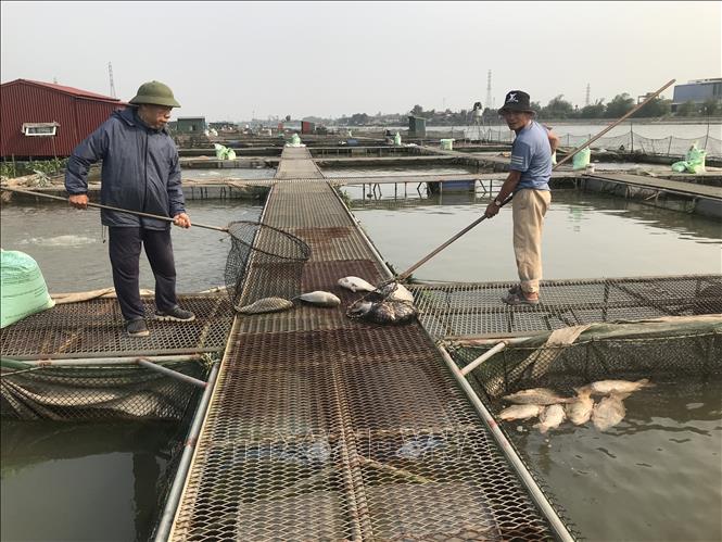 Ông Nguyễn Văn Tân cùng người nhà đang vớt cá chết tại lồng nuôi của gia đình. Ảnh: Tiến Vĩnh – TTXVN