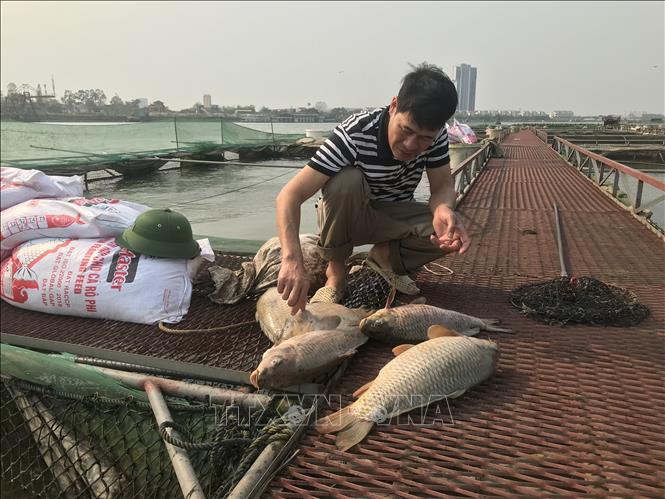 Anh Lê Văn Thành kiểm tra cá chết vừa được vớt lên từ lồng nuôi. Ảnh: Tiến Vĩnh - TTXVN

