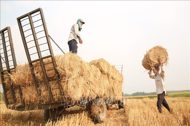 Nhờ tận dụng nguồn phụ phẩm nông nghiệp này vừa giúp nông dân có thêm thu nhập. Ảnh: Giang Phương – TTXVN