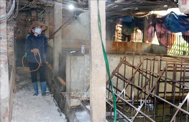 Nhân viên thú y xã Yên Nam phun hóa chất khử trùng chuồng trại có lợn mắc tả châu Phi. Ảnh: Nguyễn Chinh - TTXVN