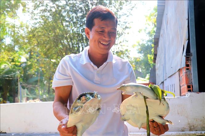Mỗi năm, anh Trần Minh Quan xuất bán khoảng 2.000 con cua đinh giống và khoảng 2 tấn cua đinh thịt, thu lợi nhuận khoảng 1 tỷ đồng. Ảnh: Thu Hiền - TTXVN
