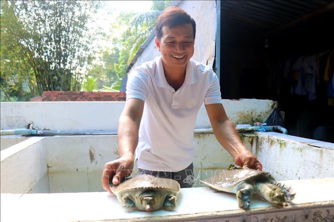 Nhờ có khối lượng lớn và giá bán cao nên khi nuôi thành công, cua đinh có thể cho lợi nhuận cao, nhất là khi người nuôi tự sản xuất được con giống. Ảnh: Thu Hiền - TTXVN