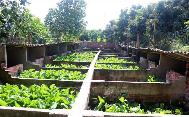 Nuôi cua đinh sinh sản trong bể xi măng, chia ra từng hộc nhỏ, mỗi hộc thả 4 con cua đinh cái và 1 con cua đinh đực, và làm chỗ cho cua đinh đẻ trứng. Ảnh: Thu Hiền - TTXVN