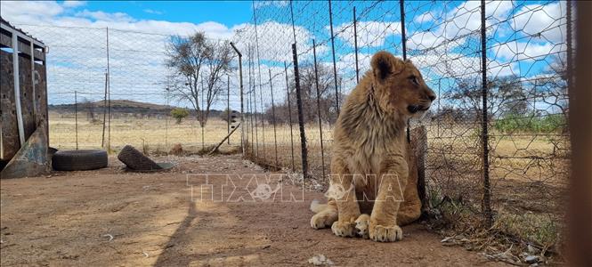 Một chú sư tử con được nuôi nhốt cho mục đích thương mại trong trang trại tư nhân ở tỉnh North West, Nam Phi. Theo ước tính của các nhóm bảo vệ quyền động vật thường xuyên tố cáo các điều kiện nuôi nhốt động vật, có khoảng 8.000 đến 12.000 con sư tử được nuôi giữ trong khoảng 350 trang trại trên khắp Nam Phi. Ảnh: Hồng Minh - PV TTXVN tại Nam Phi