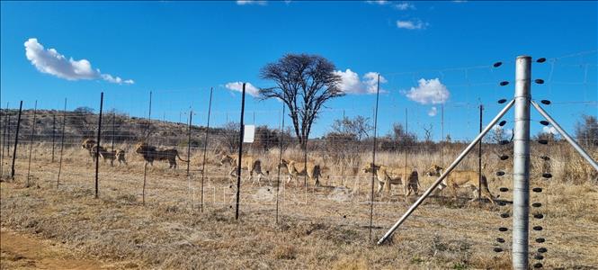 Một đàn sư tử được nuôi nhốt cho mục đích thương mại trong trang trại tư nhân ở tỉnh North West, Nam Phi. Theo kế hoạch loại bỏ dần việc nuôi nhốt sư tử cho mục đích săn bắn mới được công bố, các nhà chăn nuôi sẽ có hai năm để tự nguyện rút khỏi lĩnh vực này và thay đổi mô hình kinh doanh trước khi lệnh cấm bắt đầu. Ảnh: Hồng Minh - PV TTXVN tại Nam Phi