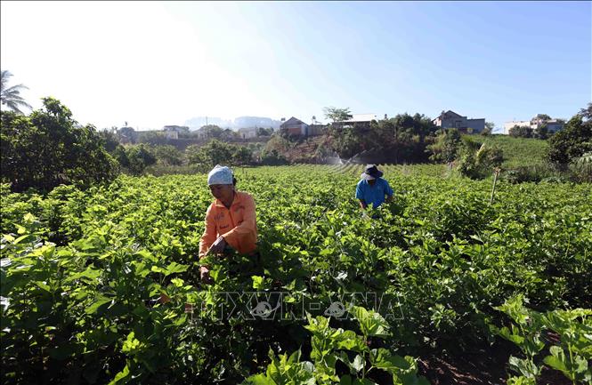 Sericulturist Nguyen Van Hien household in Lam Ha district, Lam Dong province has a hectare of mulberry, giving an annual yield of one tonne of silkworm cocoons. VNA Photo: Vũ Sinh