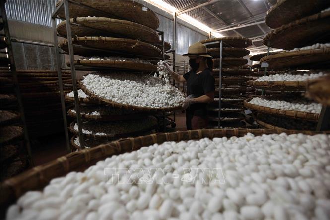 Silkworm cocoons are stored in cool storage at HuaLong Company Ltd in Lam Ha district, Lam Dong province. VNA Photo: Vũ Sinh
