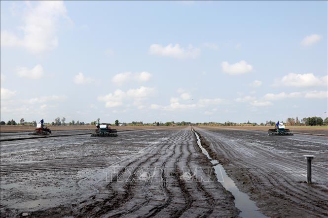 The 50-hectare model will be carried out at Thuan Tien Cooperative in Thanh An commune, applying sustainable farming techniques. VNA Photo: Thu Hiền