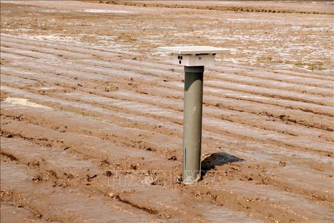 The 50-hectare model applies alternate wetting and drying (AWD), which is a water management technique, aiming to cultivate irrigated lowland rice with much less water than the usual system of maintaining continuous standing water in the crop field. VNA Photo