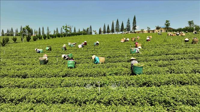 Công ty TNHH Gia Đạt Việt (xã Lộc Quảng, huyện Bảo Lộc) có 350 ha sản xuất chè theo hướng hữu cơ, tạo việc làm cho 200 lao động. Ảnh: Vũ Sinh - TTXVN