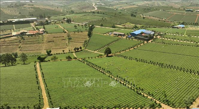 Đến nay, tỉnh Lâm Đồng có hơn 310 ha trồng chè được chứng nhận VietGAP ở huyện Bảo Lâm và TP Bảo Lộc. Ảnh: Vũ Sinh – TTXVN