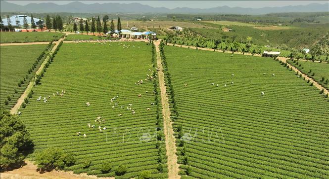 Đến nay, tỉnh Lâm Đồng có hơn 310 ha trồng chè được chứng nhận VietGAP ở huyện Bảo Lâm và TP Bảo Lộc. Ảnh: Vũ Sinh – TTXVN