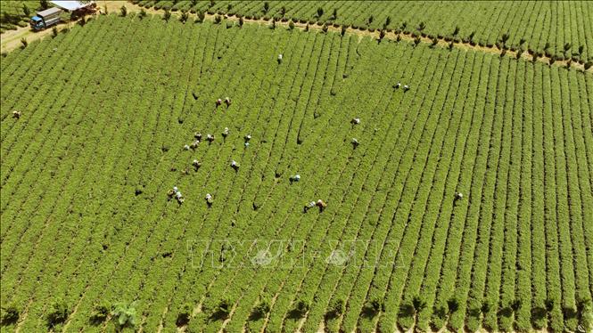 Đến nay, tỉnh Lâm Đồng có hơn 310 ha trồng chè được chứng nhận VietGAP ở huyện Bảo Lâm và TP Bảo Lộc. Ảnh: Vũ Sinh – TTXVN