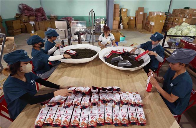 Đóng gói sản phẩm chè ô long ở nhà máy của Công ty TNHH Gia Đạt Việt (xã Lộc Quảng, huyện Bảo Lộc). Ảnh: Vũ Sinh – TTXVN