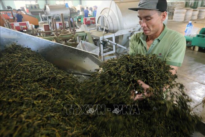 Sản xuất trà ô long ở nhà máy của Công ty TNHH Gia Đạt Việt (xã Lộc Quảng, huyện Bảo Lộc). Ảnh: Vũ Sinh - TTXVN