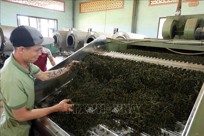 Sản xuất trà ô long ở nhà máy của Công ty TNHH Gia Đạt Việt (xã Lộc Quảng, huyện Bảo Lộc). Ảnh: Vũ Sinh - TTXVN