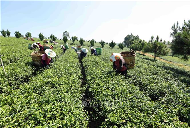 Thu hoạch chè ở vùng nguyên liệu của Công ty TNHH Gia Đạt Việt (xã Lộc Quảng, huyện Bảo Lộc). Ảnh: Vũ Sinh - TTXVN
