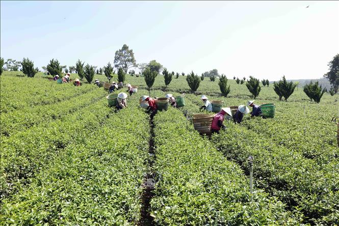 Thu hoạch chè ở vùng nguyên liệu của Công ty TNHH Gia Đạt Việt (xã Lộc Quảng, huyện Bảo Lộc). Ảnh: Vũ Sinh - TTXVN