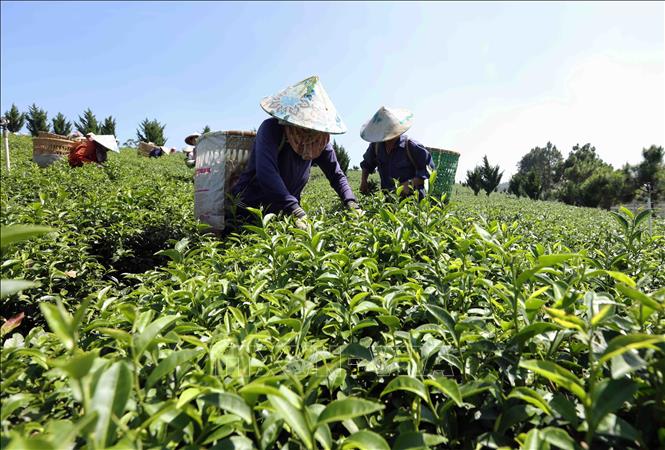 Thu hoạch chè ở vùng nguyên liệu của Công ty TNHH Gia Đạt Việt (xã Lộc Quảng, huyện Bảo Lộc). Ảnh: Vũ Sinh - TTXVN