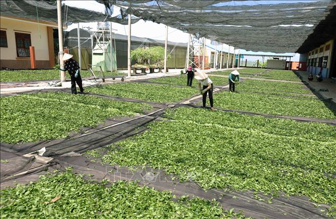 Sản xuất trà ô long ở nhà máy của Công ty TNHH Gia Đạt Việt (xã Lộc Quảng, huyện Bảo Lộc). Ảnh: Vũ Sinh - TTXVN