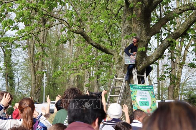 Màn tung trứng sô cô la được mong chờ nhất do Quận trưởng quận Uccle Boris Dilliès thực hiện. Ảnh: Hương Giang - PV TTXVN tại Bỉ