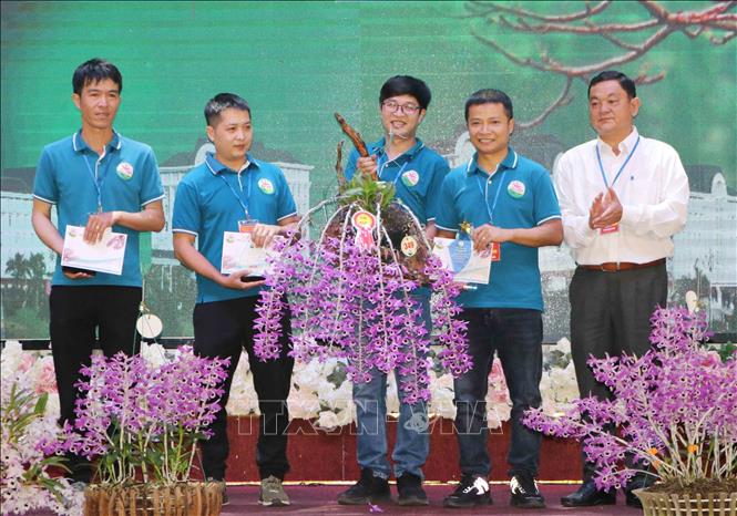 Giải Nhất ở thể loại Hoàng thảo kèn thuộc về tác phẩm “Hoàng thảo kèn” của tác giả Đỗ Xuân Báu (Câu lạc bộ Hoa lan Lai Châu). Ảnh: Nguyễn Oanh-TTXVN