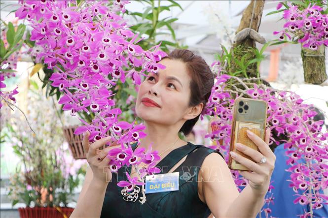 Đọ sắc cùng lan Hoàng thảo kèn. Ảnh: Nguyễn Oanh-TTXVN