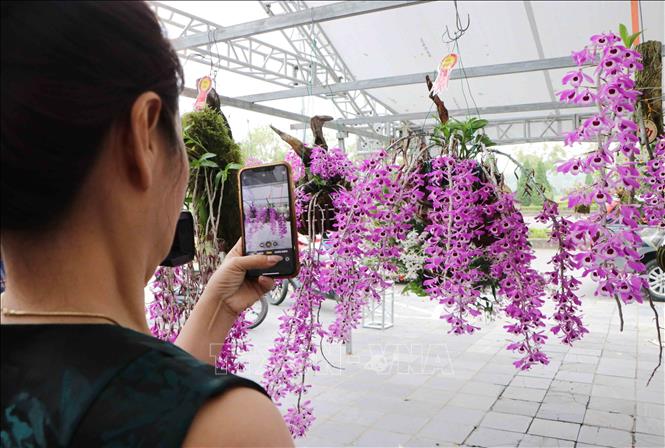 Vẻ đẹp của Hoàng thảo kèn Lai Châu với màu sắc hồng phớt tím nổi bật tại triển lãm. Ảnh: Nguyễn Oanh-TTXVN