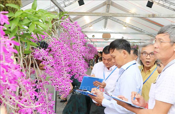 Ban giám khảo đến chấm thi hoa lan. Ảnh: Nguyễn Oanh-TTXVN