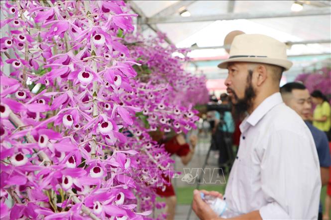 Một du khách say đắm trước vẻ đẹp của loài lan Hoàng thảo kèn Lai Châu. Ảnh: Nguyễn Oanh-TTXVN