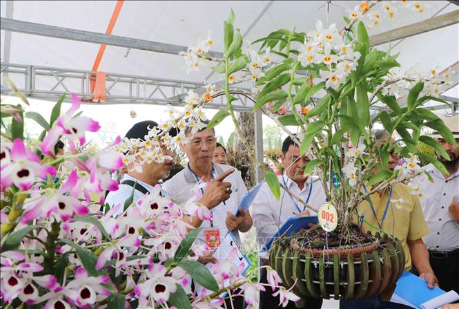 Ban giám khảo chấm thi hoa lan. Ảnh: Nguyễn Oanh-TTXVN
