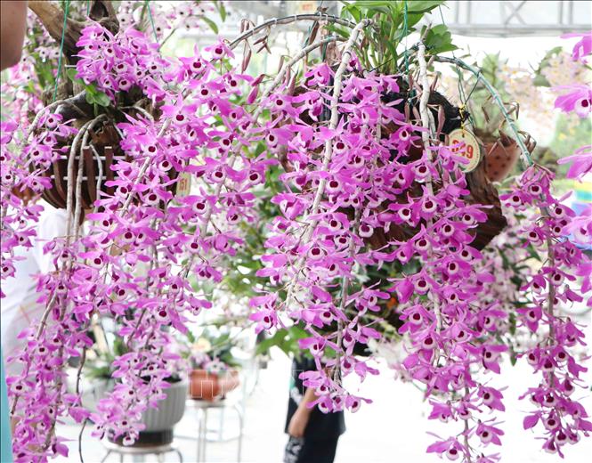 Vẻ đẹp rực rõ của Hoàng thảo kèn. Ảnh: Nguyễn Oanh-TTXVN