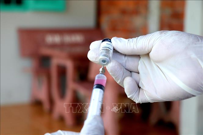 Tính đến hết tháng 3/2024, Cần Thơ đã triển khai tiêm trên 5.000 liều vaccine phòng bệnh dại cho đàn chó, mèo. Ảnh: Thu Hiền - TTXVN