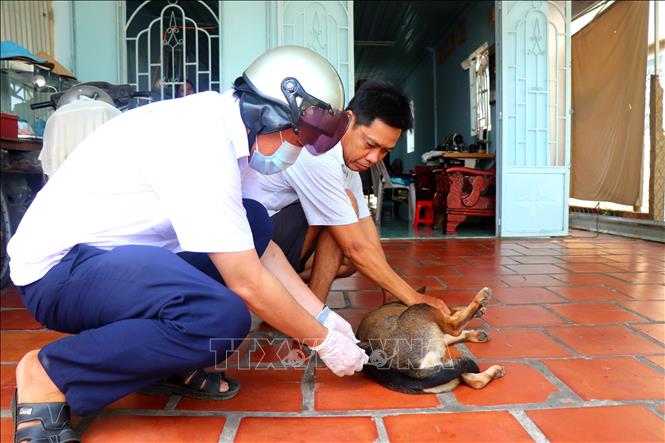 Tiêm vaccine phòng bệnh dại cho chó. Ảnh: Thu Hiền - TTXVN