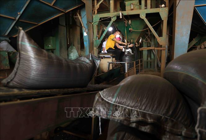 Đóng gói sản phẩm cà phê nhân xuất khẩu sang thị trường Thuỵ Sỹ, Trung Quốc, Ấn Độ, Hàn Quốc ở nhà máy của Công ty TNHH Kinh doanh nông sản Phước Sơn, xã Gia Lâm, huyện Lâm Hà. Ảnh: Vũ Sinh - TTXVN