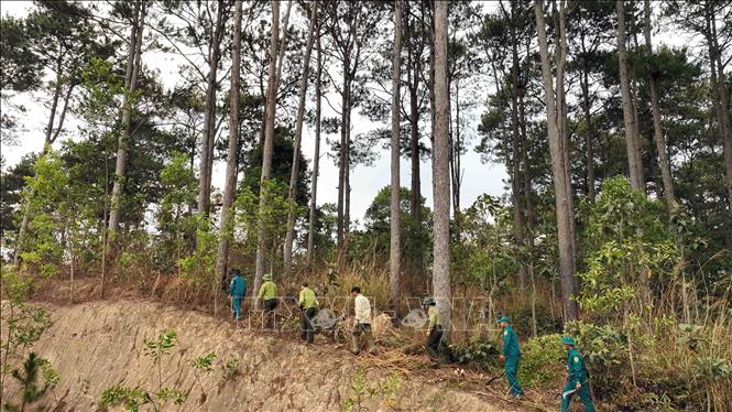 Diện tích đất lâm nghiệp 23.000 ha, chiếm khoảng 30% tổng diện tích đất của huyện Lâm Hà. Ảnh: Vũ Sinh - TTXVN