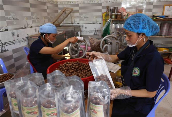 Mỗi năm, hộ nông dân Ngô Văn Tươi ở tổ dân phố Đông Anh 3, thị trấn Nam Ban, huyện Lâm Hà, cung cấp ra thị trường khoảng 20 tấn sản phẩm hạt mắc ca. Ảnh: Vũ Sinh - TTXVN