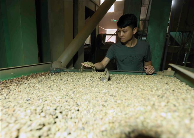 Công ty TNHH Kinh doanh nông sản Phước Sơn ở xã Gia Lâm, huyện Lâm Hà mỗi năm xuất khẩu sang thị trường Thuỵ Sỹ, Trung Quốc, Ấn Độ, Hàn Quốc khoảng 20.000 tấn cà phê nhân. Ảnh: Vũ Sinh - TTXVN