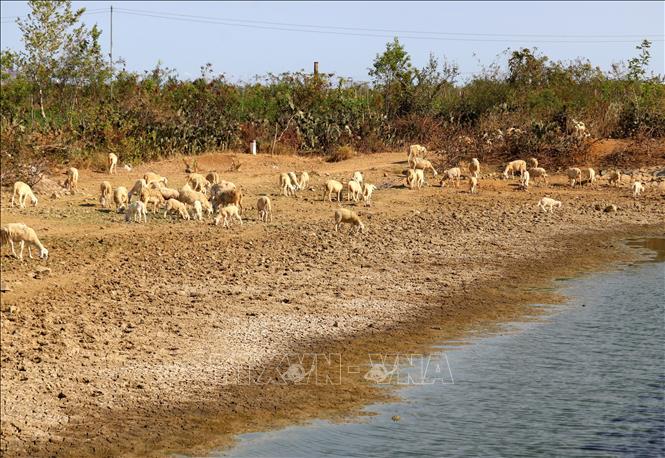 Người dân xã Xuân Hải (huyện Ninh Hải, tỉnh Ninh Thuận) di chuyển đàn cừu đến nơi còn nguồn thức ăn, nước uống để chăn thả. Ảnh: Nguyễn Thành – TTXVN