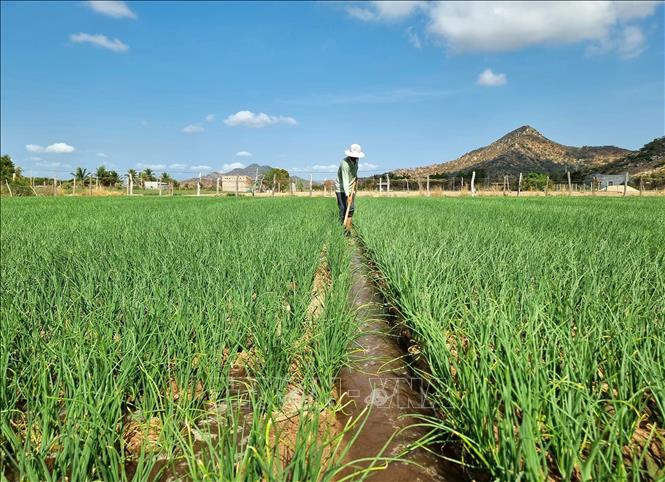 Người dân xã Nhơn Hải (huyện Ninh Hải, tỉnh Ninh Thuận) bơm nước từ giếng khoan lên để sản xuất hành tím trong mùa khô 2024. Ảnh: Nguyễn Thành – TTXVN