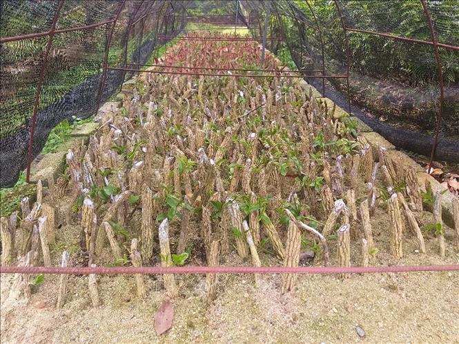 Nguồn vật liệu hom giống được xử lý và chấm thuốc kích thích ra rễ cây Na Rừng. Ảnh: TTXVN phát