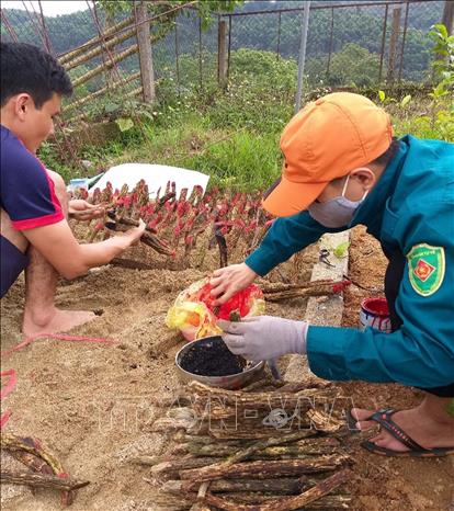 Nguồn vật liệu hom giống được xử lý và chấm thuốc kích thích ra rễ cây Na Rừng. Ảnh: TTXVN phát