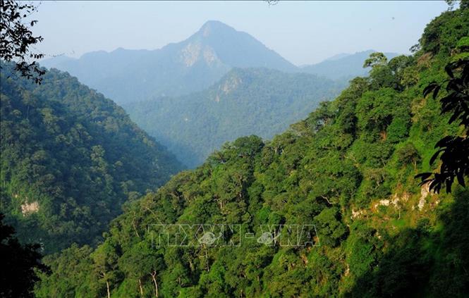 Khu vực xuất hiện cây Na Rừng. Ảnh: TTXVN phát