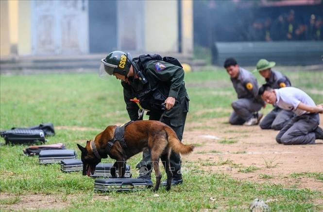 Chó nghiệp vụ đánh hơi tìm ma túy trong bài diễn tập tại Trung tâm Huấn luyện và sử dụng động vật nghiệp vụ (Bộ Tư lệnh CSCĐ, Bộ Công an). Ảnh: Phạm Kiên - TTXVN