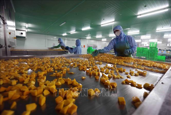 Cấp đông sản phẩm xoài xuất khẩu tại nhà máy của Công ty B'LaoFood (thành phố Bảo Lộc, tỉnh Lâm Đồng). Ảnh: Vũ Sinh - TTXVN